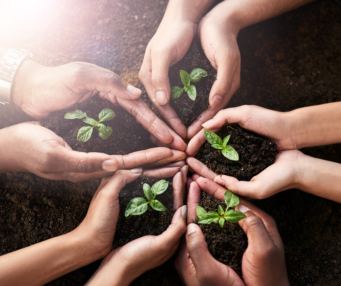 Remettre des plants, donner de l'autorité.